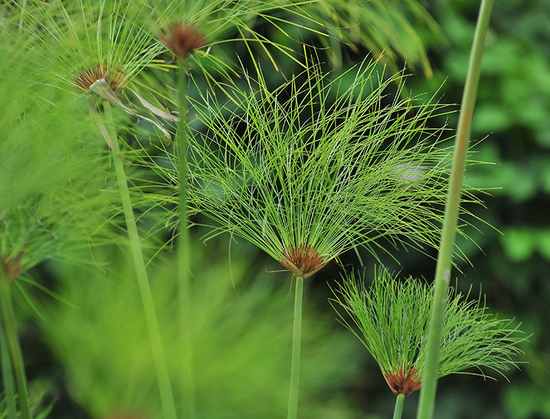 Cyperus Papyrus, 